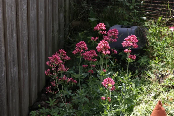 Bunga Centranthus Merah Muda Tumbuh Taman Dengan Pagar Kayu — Stok Foto