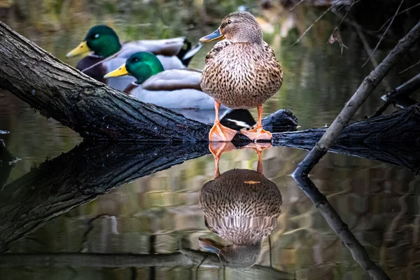 池塘边的木头上有一群鸭子 — 图库照片