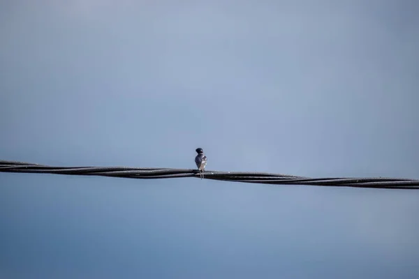 一只可爱的麻雀栖息在金属丝上 — 图库照片