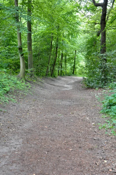 Plan Vertical Sentier Dans Forêt — Photo