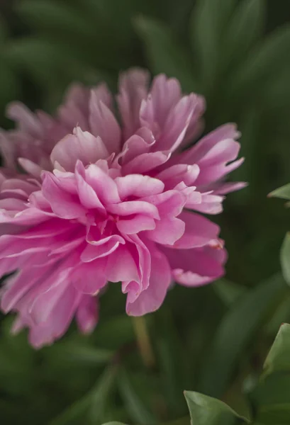 Μια Επιλεκτική Του Ένα Όμορφο Ροζ Παιώνια Έναν Κήπο — Φωτογραφία Αρχείου
