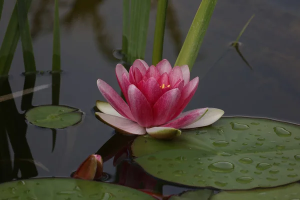 Yüzeyinde Güzel Pembe Bir Nilüfer Çiçeği — Stok fotoğraf