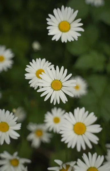 フィールド内の美しいデイジーの花の選択的な閉鎖 — ストック写真