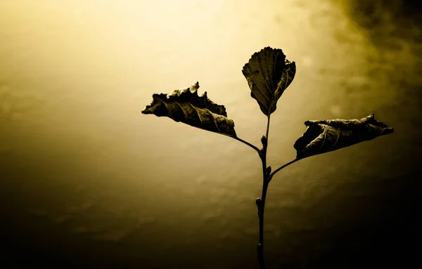 夜晚湖滨上的干枯的植物 — 图库照片