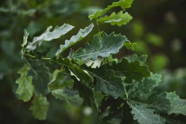 Eine Nahaufnahme Von Eichenblättern Auf Dem Baum — Stockfoto