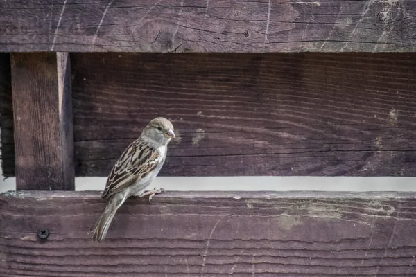 Gros Plan Moineau Perché Sur Une Clôture Bois — Photo