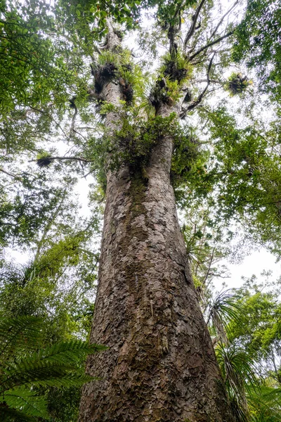 Old Mossy Tree Forest New Zealand — Stock Photo, Image