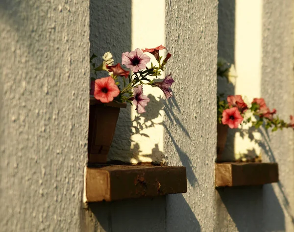 Beautiful Hibiscuses Growing Pot Windowsills — Stock Photo, Image