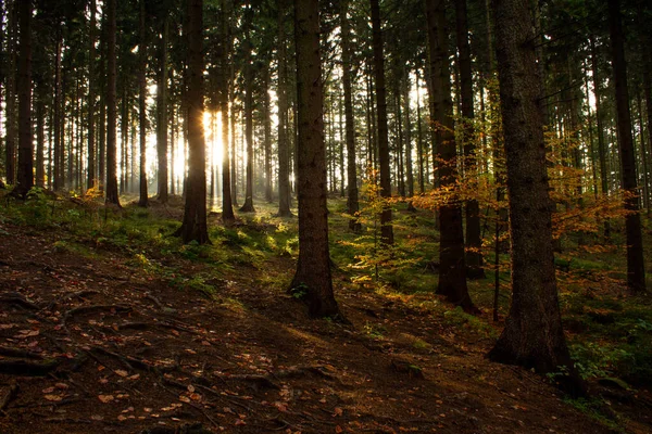 Ένας Ήλιος Λάμπει Μέσα Από Πυκνό Δάσος — Φωτογραφία Αρχείου