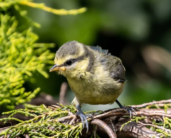 Närbild Grå Gul Hus Sparv Fågel Står Grön Kvistar Solig — Stockfoto