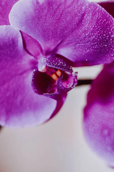 Вертикальний Знімок Красивих Фіолетових Орхідей — стокове фото