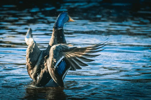 Pato Selvagem Mallard Macho Espalhando Suas Asas Água Pássaros Machos — Fotografia de Stock