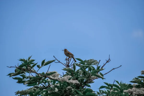 Moineau Perché Sur Arbre Aux Fleurs Blanches — Photo