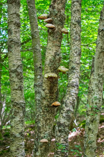 Vertical Shot Wild Ovate Mushrooms Growing Tree Bark — Stock Photo, Image