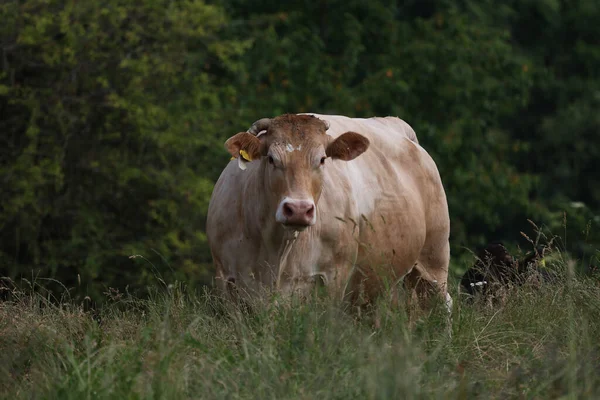 外面草地上一头棕色的耕牛的照片 — 图库照片