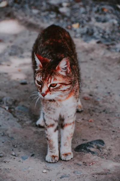 Een Verticaal Shot Van Een Schattige Gember Kat Lopend Buiten — Stockfoto