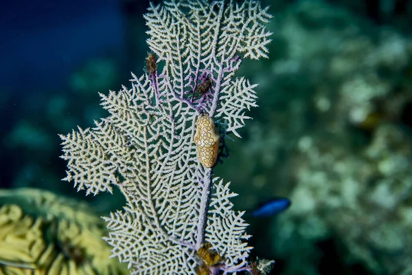 Enfoque Selectivo Coral Gorgoniano — Foto de Stock