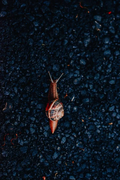 기어다니는 달팽이의 — 스톡 사진