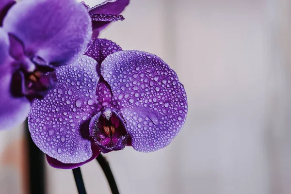 Крупним Планом Знімок Красивих Фіолетових Орхідей — стокове фото