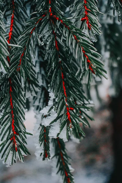 Вертикальный Снимок Снежных Хвойных Ветвей Деревьев — стоковое фото