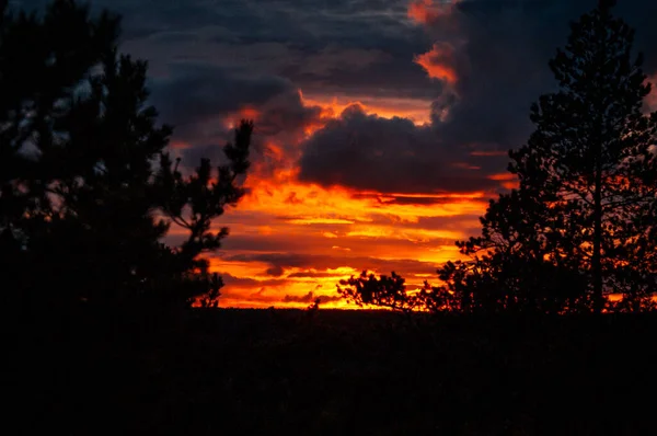 Las Siluetas Los Árboles Contra Fascinante Cielo Del Atardecer — Foto de Stock