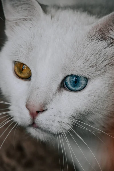 Ett Vertikalt Skott Vit Katt Med Olika Färgade Ögon — Stockfoto