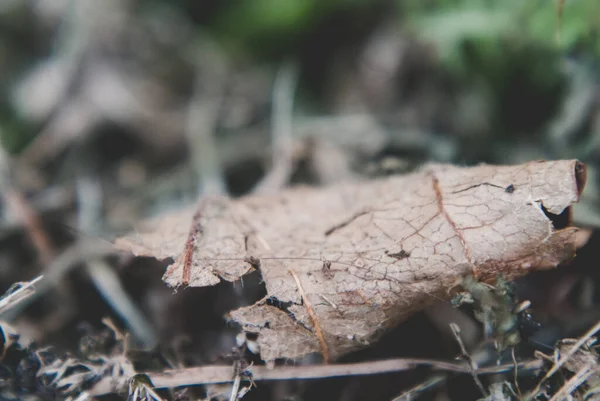 森の中の植物の根のクローズアップショット — ストック写真