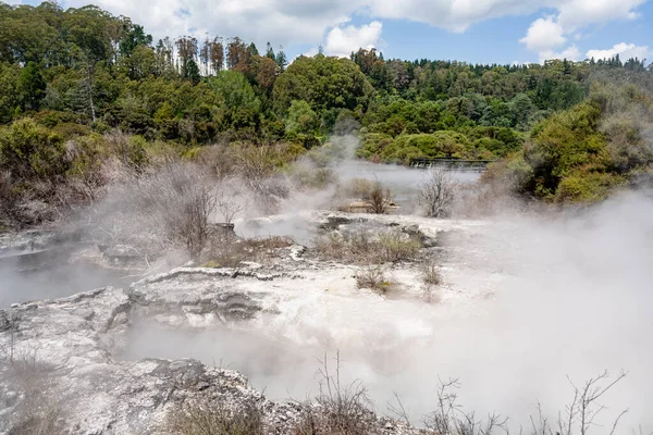 Geysers Surrounded Trees New Zealand — Stock Photo, Image