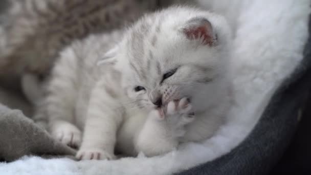 Mignon Chat Couché Sur Sol — Video