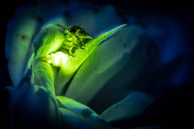 Female firefly common glowworm Lampyris noctiluca sitting on a rose blossom glowing in the dark. clipart