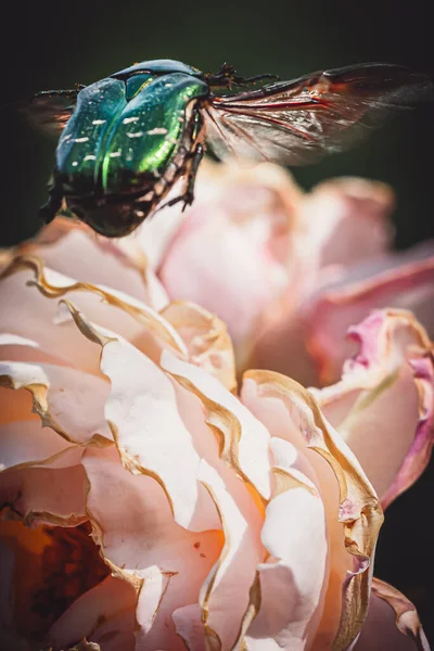 Grüne Rosenkäferblume Käfer Skarabäus Käfer Sitzt Auch Auf Einer Rose — Stockfoto