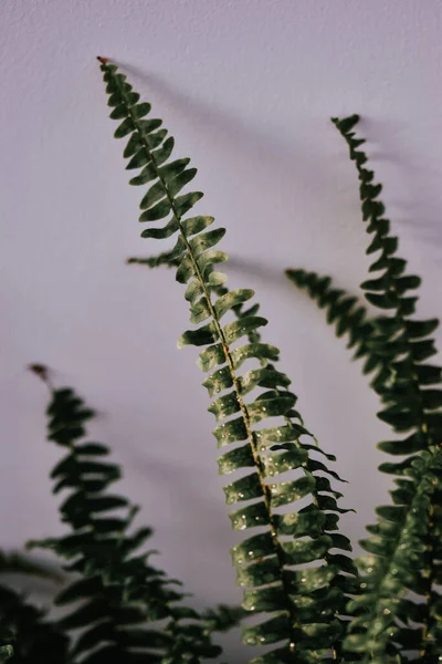 Plan Vertical Gouttelettes Eau Sur Une Plante Nephrolepis Croissance — Photo