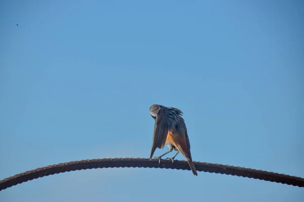 Een Close Van Een Kleine Vogel Neergestreken Een Metalen Draad — Stockfoto