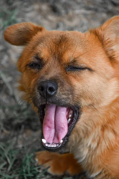 Närbild Brun Gäspande Hund — Stockfoto