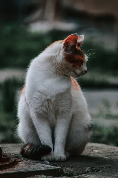 Una Toma Vertical Lindo Gato Blanco Jengibre Sentado Afuera —  Fotos de Stock