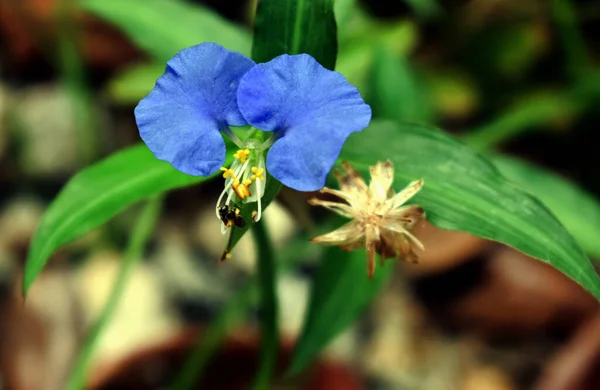 아시아의 클로즈업한 아름다운 꽃입니다 — 스톡 사진