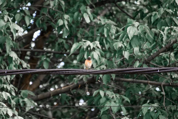 Ein Niedlicher Sperling Thront Auf Einem Draht — Stockfoto