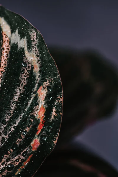 Вертикальний Знімок Крапель Води Рослинному Листі — стокове фото