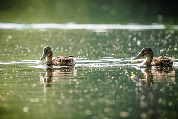 Kilka Kaczek Unoszących Się Powierzchni Wody — Zdjęcie stockowe