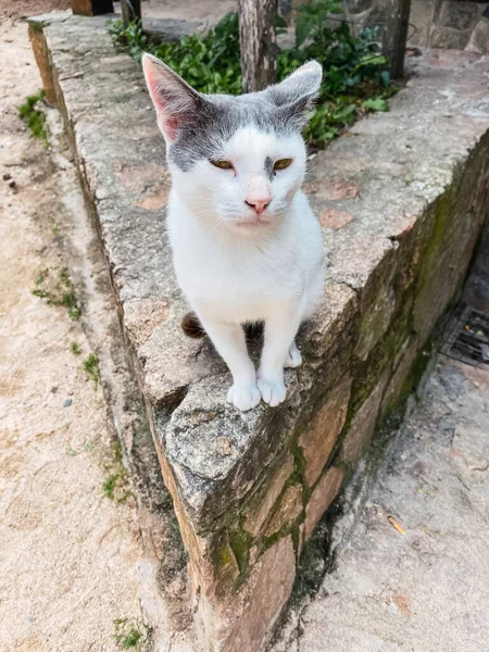 Vertical Shot Cute White Grey Cat Sitting Stone Border — Stock Photo, Image