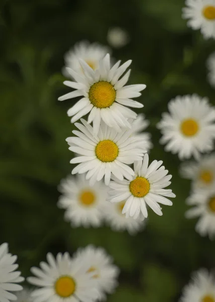 Selektywne Zbliżenie Pięknych Stokrotek Kwiaty Polu — Zdjęcie stockowe