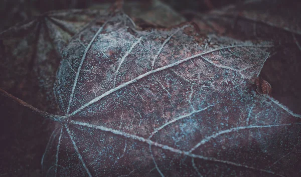 Closeup Shot Orange Frozen Leaf — Stock Photo, Image