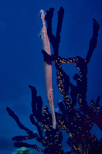 Вертикальний Знімок Підводних Рослин — стокове фото