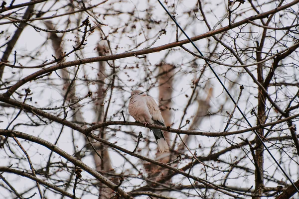 Gros Plan Une Colombe Perchée Sur Des Branches Arbres — Photo