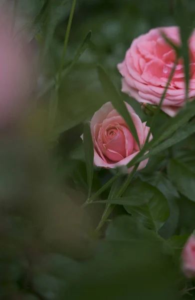 Ein Selektiver Rosafarbener Rosenstrauch Einem Garten — Stockfoto