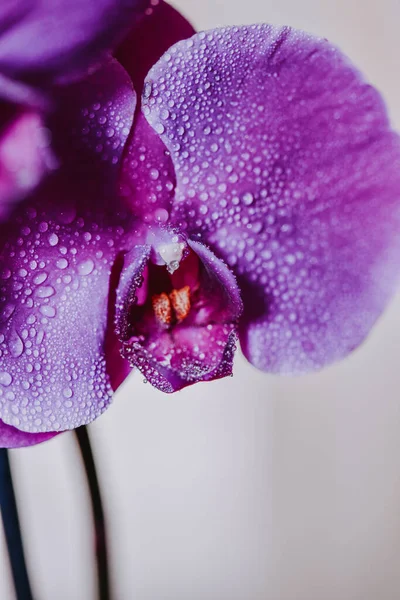 Pionowe Ujęcie Kropel Wody Kwitnącej Altówce Phalaenopsis — Zdjęcie stockowe