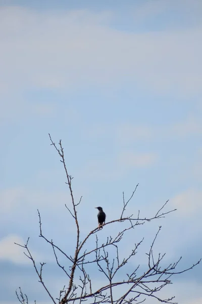 Вертикальный Снимок Обычной Птицы Redstart Сидящей Ветке Дерева — стоковое фото