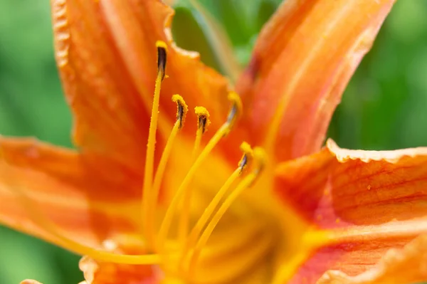 Ένα Κοντινό Πλάνο Ενός Πορτοκαλιού Κρίνου Που Ανθίζει Έναν Κήπο — Φωτογραφία Αρχείου