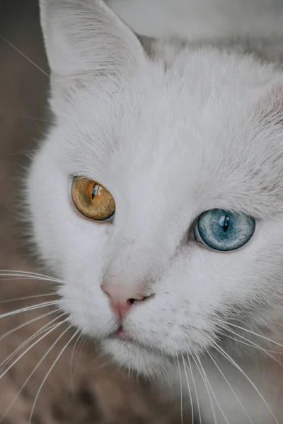 Ένα Κάθετο Πλάνο Μιας Χαριτωμένης Λευκής Γάτας Πολύχρωμα Μάτια — Φωτογραφία Αρχείου