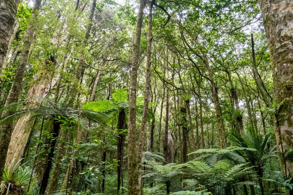 Gli Alberi Tropicali Con Foglie Verdi Una Foresta Nuova Zelanda — Foto Stock